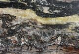 Rare North Pole Dome Stromatolite Slice - Billion Years #39058-1